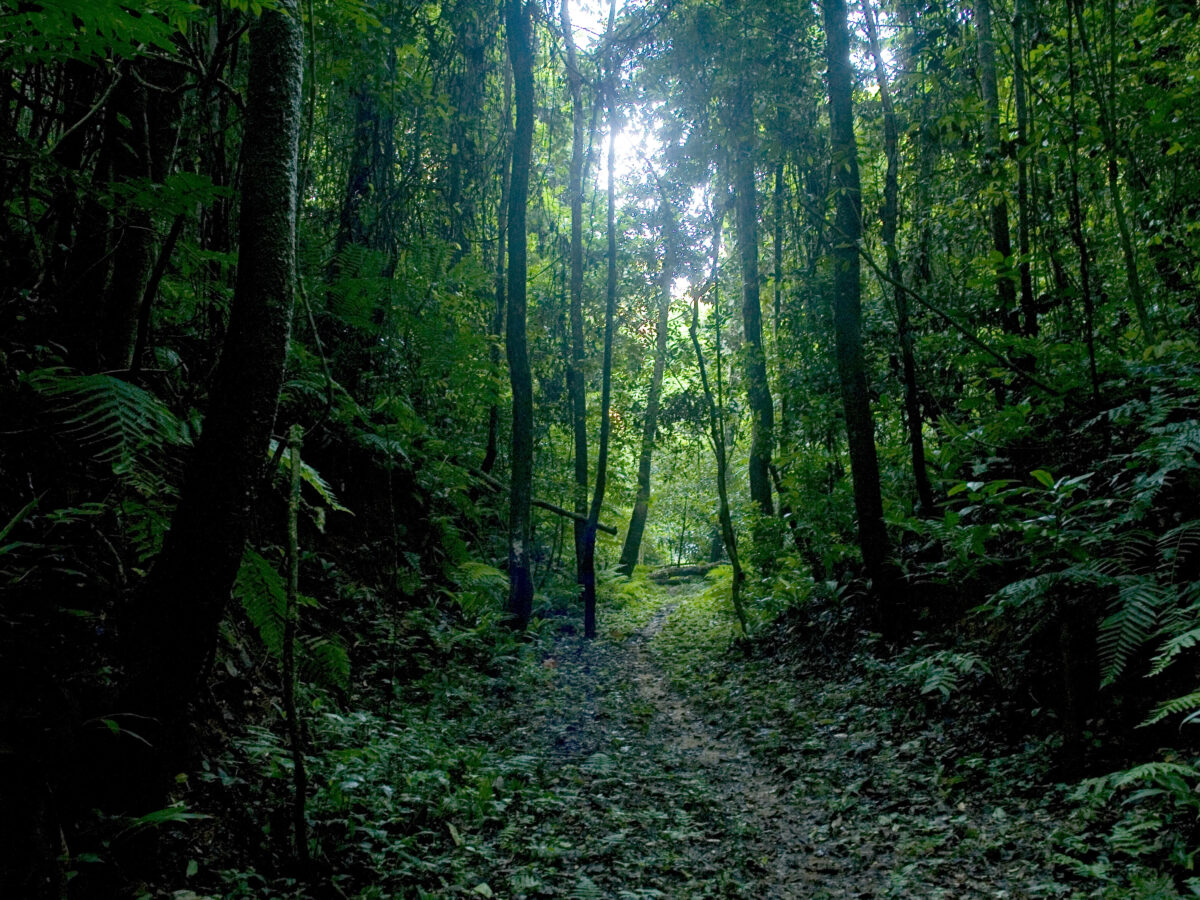 India highlights progress in forest conservation at UNFF 19 NEW DELHI: The 19th edition of the United Nations Forum on Forests (UNFF 19) held in New York, highlighted the critical need to halt deforestation and combat further land degradation by 2030. Central to the discussions was the imperative to achieve global forest goals and advance sustainable development targets by the end of the decade. During the meet, India showcased its progress in forest conservation, citing a consistent increase in forest cover over the past 15 years. The nation underscored its commitment to sustainable forest management and conservation efforts, highlighting significant expansions in protected areas, including wildlife sanctuaries, national parks, tiger reserves, biosphere reserves, and other wildlife habitats. It further mentioned about the implementation of the green credit programme, aimed at restoring degraded forest lands and promoting tree planting through incentivisation measures. The Ministry of Environment, Forests and Climate Change, Government of India, pointed its landmark initiatives such as the 50-year-old Project Tiger and the 30-year-old Project Elephant, stating that it underscored India’s dedication to species conservation and habitat protection. It also highlighted the creation of the International Big Cat Alliance which is another important step in protecting and conserving the seven big cat species around the world.