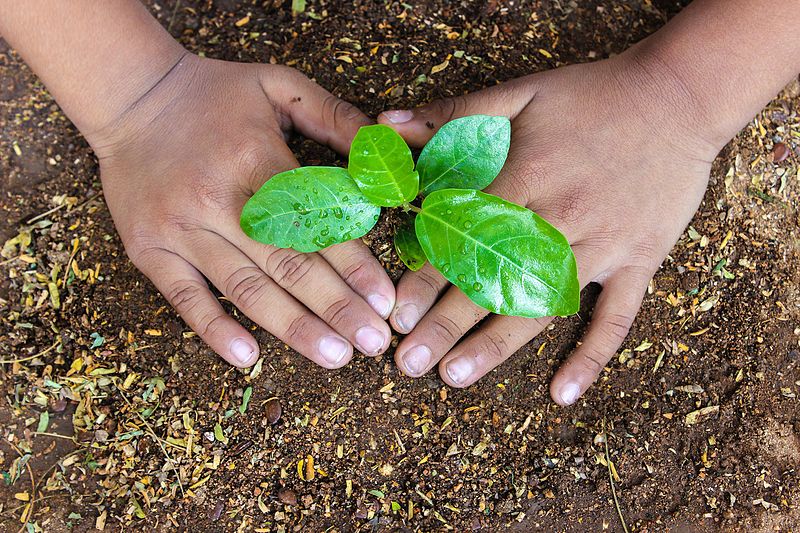 Civic bodies to plant 35 lakh trees to improve green cover in UP