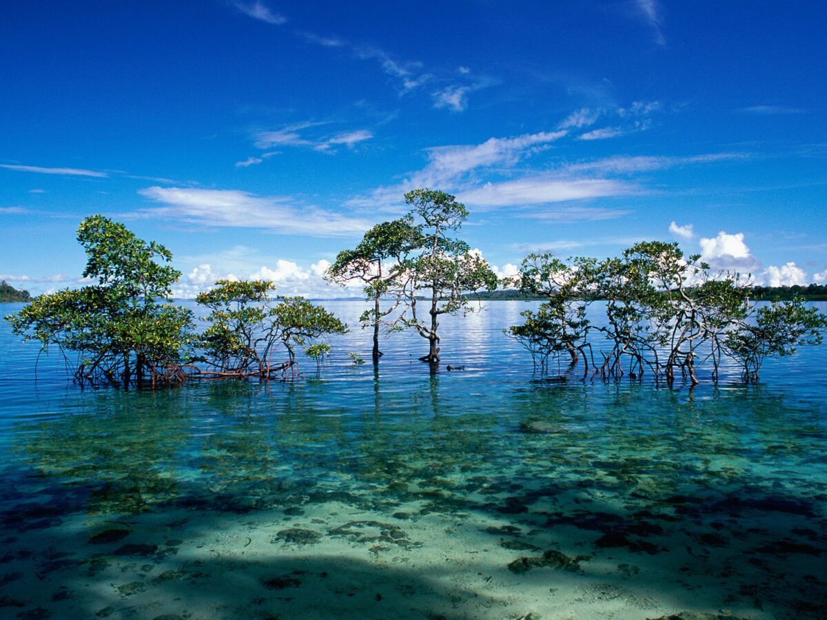 ANDAMAN & NICOBAR ISLANDS: Bhupender Yadav, Minister of Environment, Government of India, mentioned in the Lok Sabha that around 9.6 lakh trees are likely to be felled for the Great Nicobar Island Project during the ongoing budget session in the Parliament. In October 2022, the central government approved an infrastructure project worth Rs 72,000 crore. This project entails the diversion of approximately 130.75 sq km of forest land on the environmentally sensitive Great Nicobar Island.