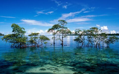 ANDAMAN & NICOBAR ISLANDS: Bhupender Yadav, Minister of Environment, Government of India, mentioned in the Lok Sabha that around 9.6 lakh trees are likely to be felled for the Great Nicobar Island Project during the ongoing budget session in the Parliament. In October 2022, the central government approved an infrastructure project worth Rs 72,000 crore. This project entails the diversion of approximately 130.75 sq km of forest land on the environmentally sensitive Great Nicobar Island.