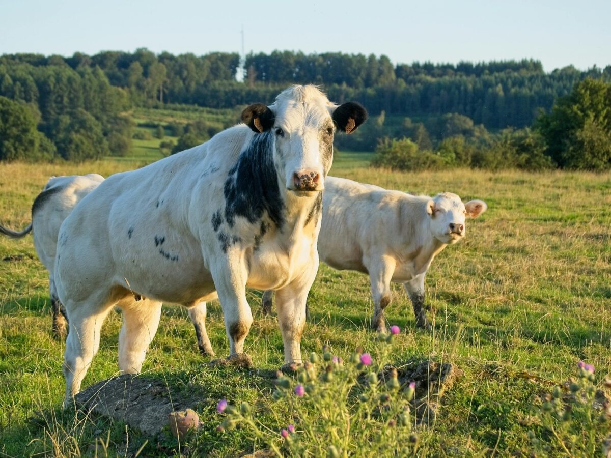 Denmark to impose greenhouse gas taxes on livestock farmers COPENHAGEN, Denmark: Starting in 2030, Denmark plans to levy taxes on livestock farmers for the greenhouse gases produced by their cows, sheep, and pigs. This initiative aims to address methane emissions, a potent contributor to global warming. The aim is to reduce Danish greenhouse gas emissions by 70 per cent from 1990 levels by 2030, stated by Taxation Minister of Denmark, Jeppe Bruus. By 2030, Danish livestock farmers will face a tax of 300 kroner ($43) per ton of carbon dioxide equivalent. This tax will escalate to 750 kroner ($108) by 2035. With an income tax deduction of 60 per cent, the effective cost per ton will begin at 120 kroner ($17.3) and rise to 300 kroner by 2035. Although carbon dioxide typically gets more attention for its role in climate change, methane traps about 87 times more heat on a 20-year timescale, according to the U.S. National Oceanic and Atmospheric Administration. Levels of methane, which is emitted from sources including landfills, oil and natural gas systems and livestock, have increased particularly quickly since 2020. Livestock account for about 32 per cent of human-caused methane emission. New Zealand had passed a similar law but the legislation was removed from the statute book after hefty criticism from farmers and a change of government at the 2023 election from a center-left ruling bloc to a center-right one.