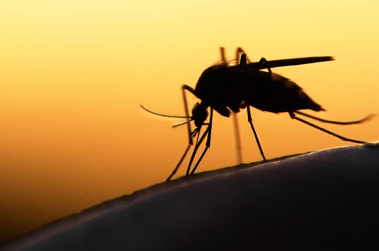 Delhi releases Rs 109 crore to tackle vector-borne diseases