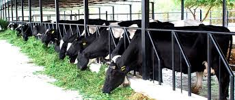 DPCC issues notices to 31 dairy farms for causing water pollution