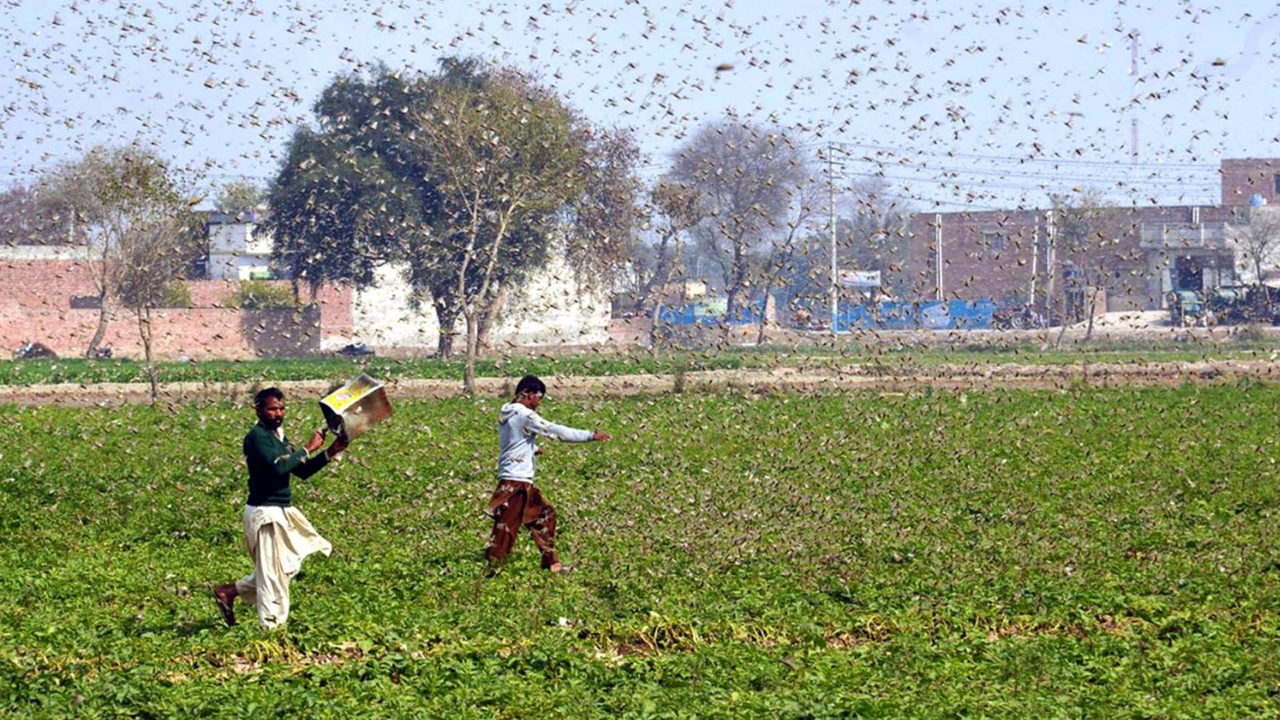 India faces worst locusts attack since 1993