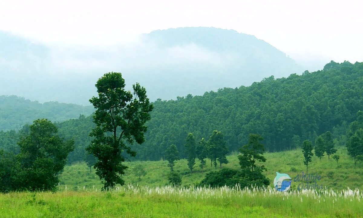 Forest & Environment department to also work on climate change in Odisha