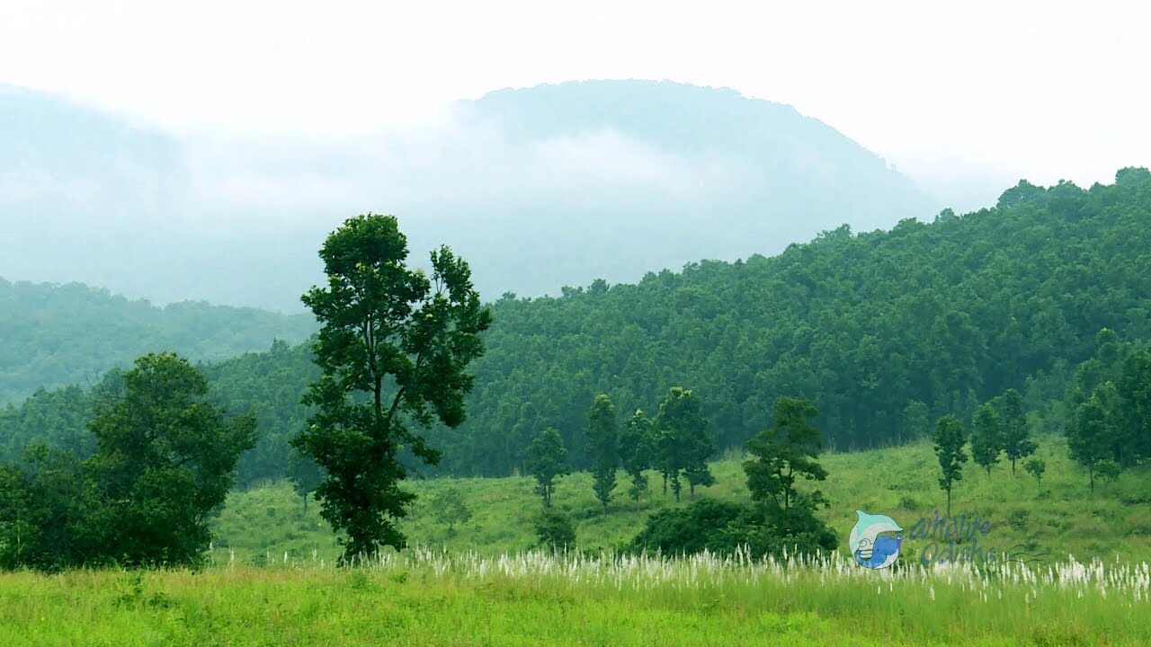 Forest & Environment department to also work on climate change in Odisha