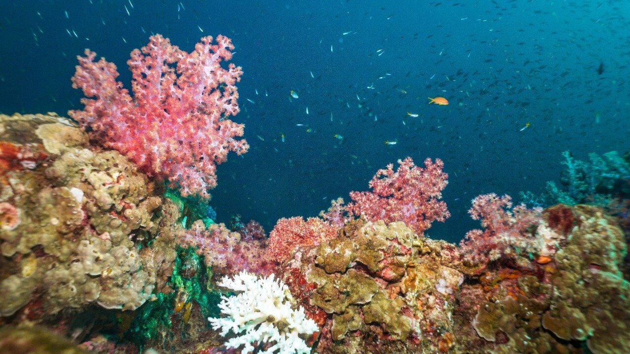 CSIR-NIO to restore coral reefs in Maharashtra