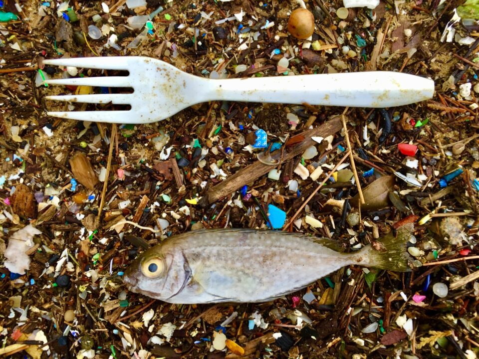 Micro-plastics in the fish I eat - Urban Update