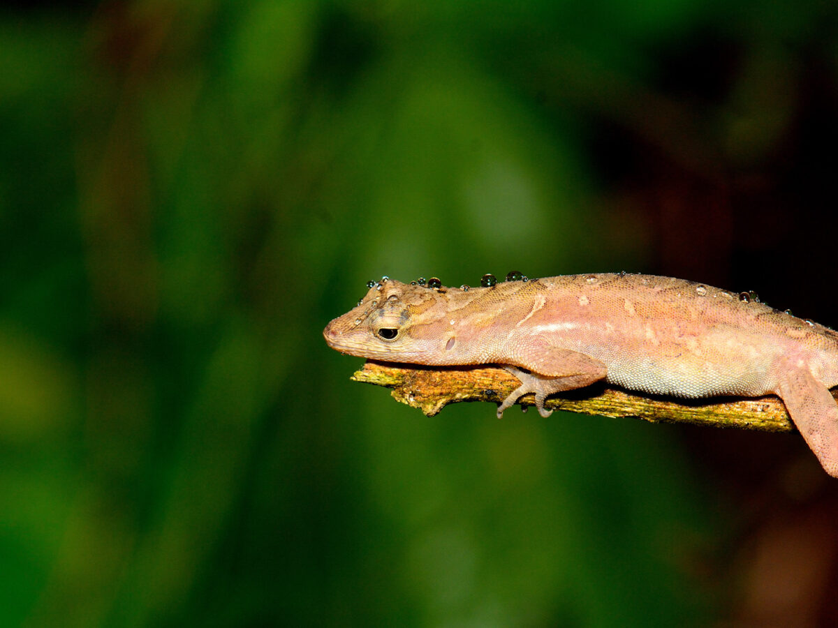 THIRUVANANTHAPURAM, Kerala: The forest department of Kerala and Aranyakam Nature Foundation conducted a herpetofaunal survey in the Thiruvananthapuram wildlife division and recorded 67 amphibian and 80 reptile species. Many of these amphibians and reptile species have been classified as vulnerable, endangered and near-threatened by the International Union for Conservation of Nature (IUCN).