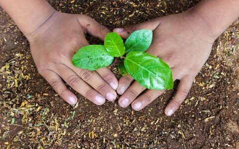 Civic bodies to plant 35 lakh trees to improve green cover in UP
